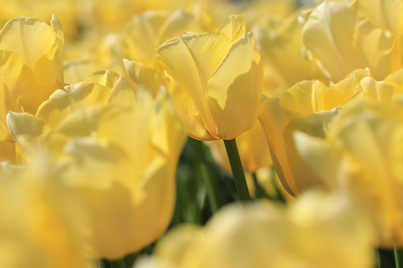 Gelbe Tulpen. | Foto: Marjon Besteman / pixabay 