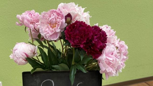 Sommerfest in der Tagespflege St. Vinzenz | Foto: Caritas Sommerfest in der Tagespflege St. Vinzenz | Foto: Caritas